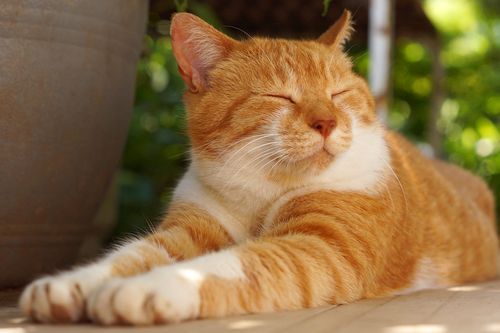 Kucing Oranye adalah Kucing yang Ramah? Berikut Tiga Fakta Menarik Tentang Kucing Oranye